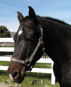 Funquest Swallow Morgan horse breeding mare.
