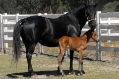 sweet-blackstar-and-filly